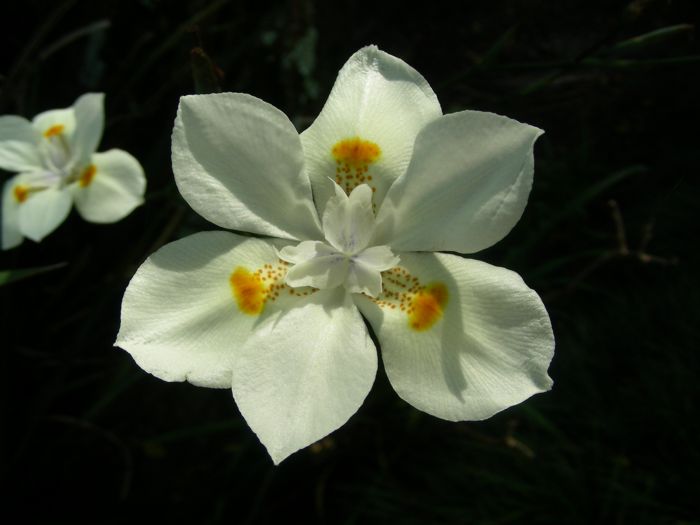 Dietes iridoides