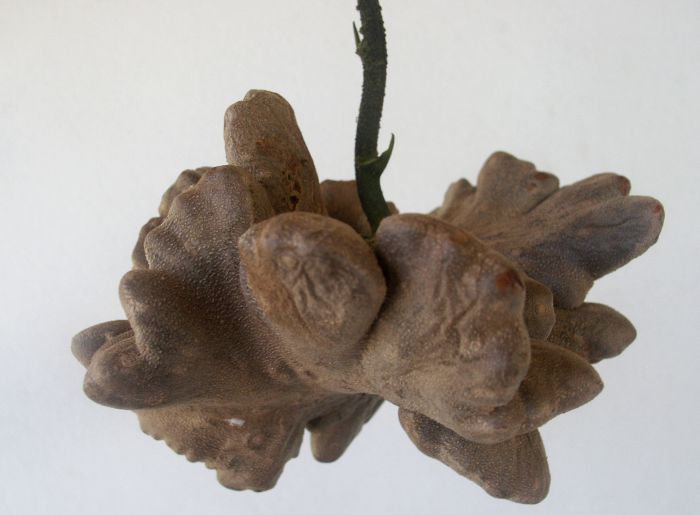 Dioscorea bulbifera