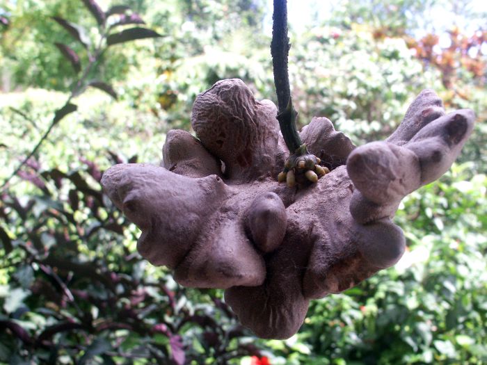 Dioscorea bulbifera