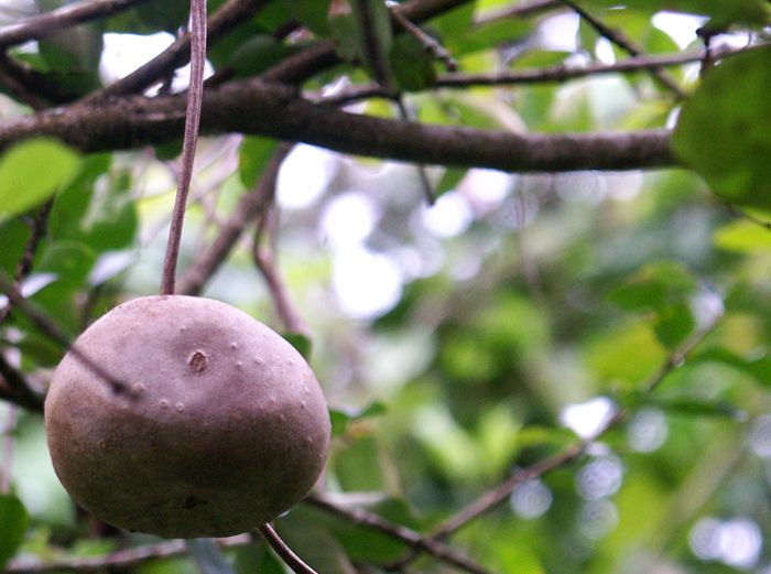 Dioscorea bulbifera