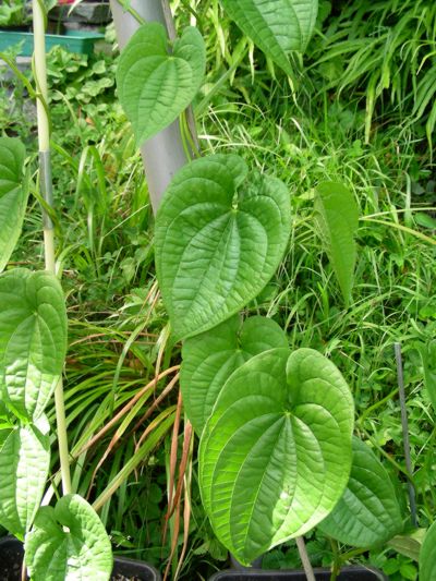 Dioscorea bulbifera