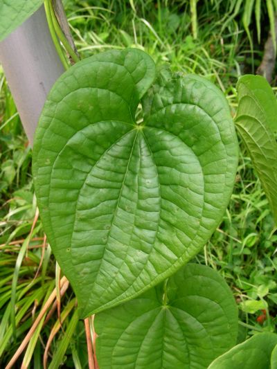 Dioscorea bulbifera