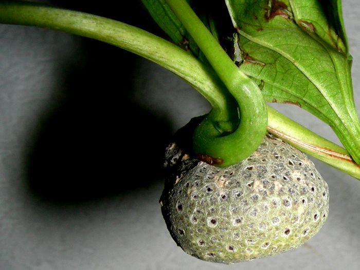 Dioscorea bulbifera