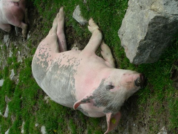 Engiadina