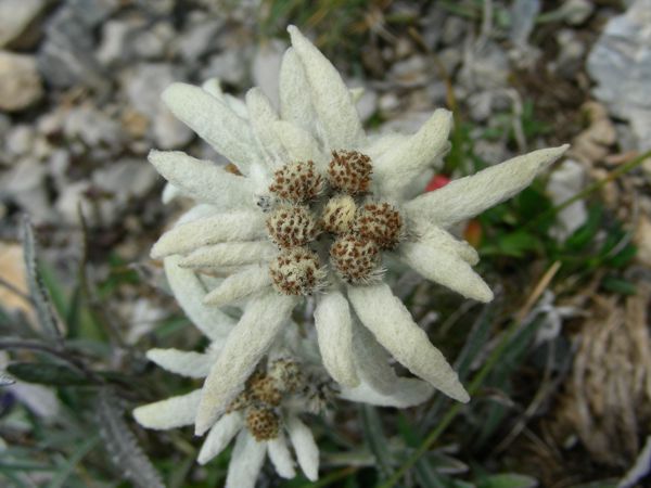 Engiadina