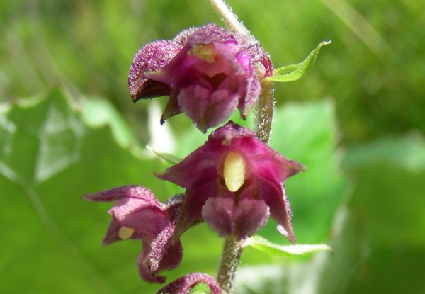 Engiadina