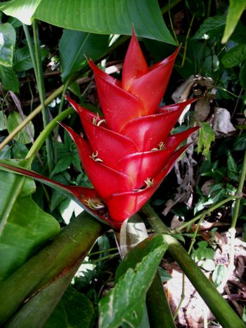 Heliconia caribea