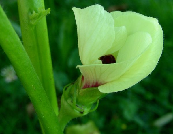Hibiscus esculentus