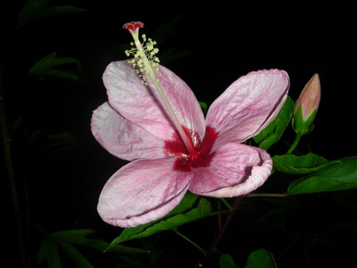 Hasil gambar untuk Hibiscus genevii