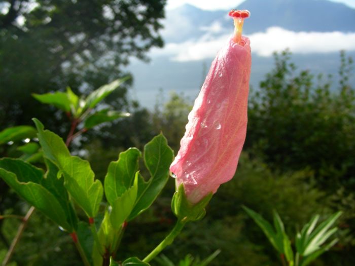 Hibiscus genevii