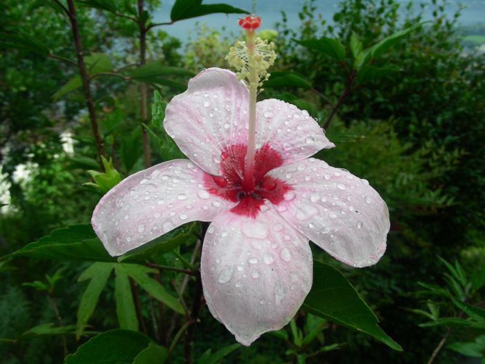 Hibiscus genevii