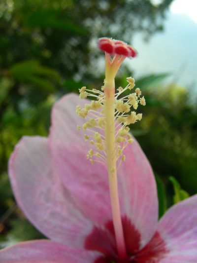 Hibiscus genevii