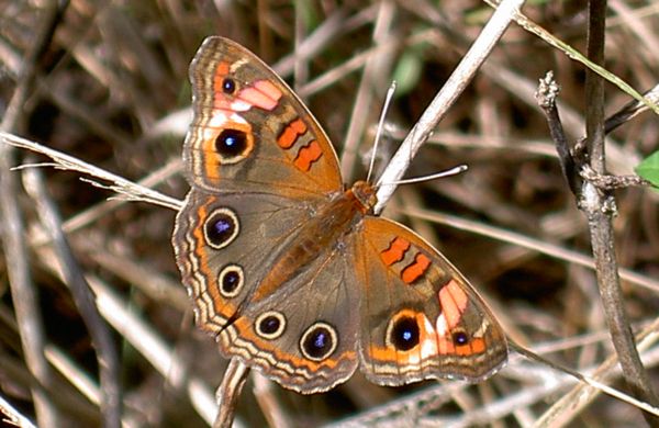 Junonia evarete zonalis 