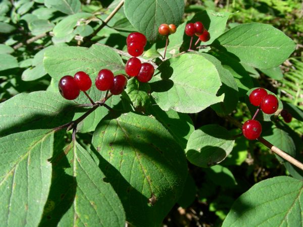 Lonicera xylosteum