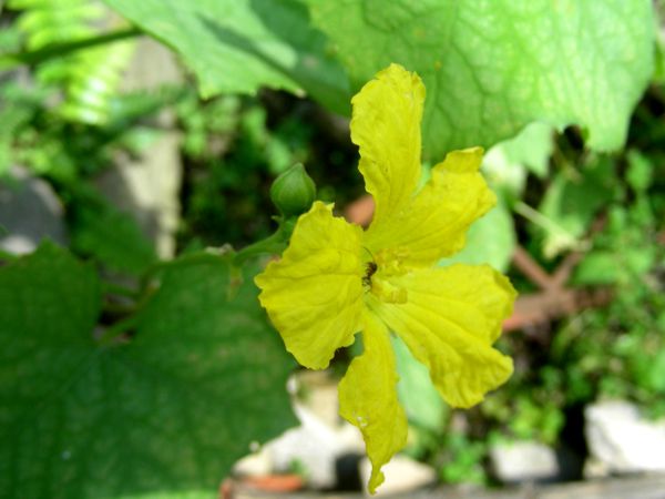 Luffa ægyptiaca