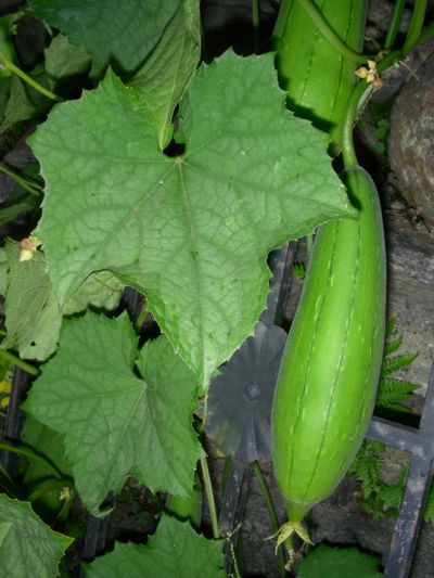 Luffa ægyptiaca