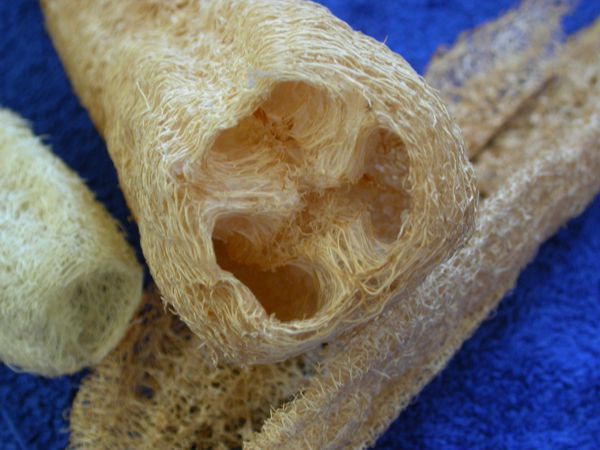 Luffa ægyptiaca