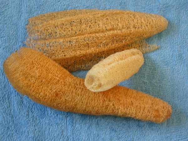 Luffa ægyptiaca