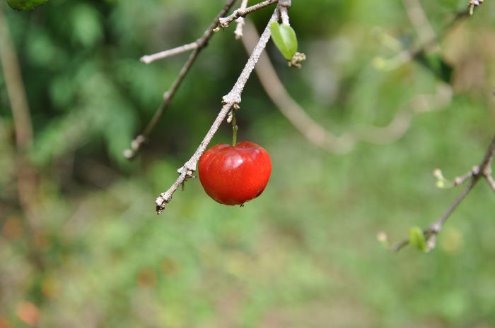 Malpighia punicifolia