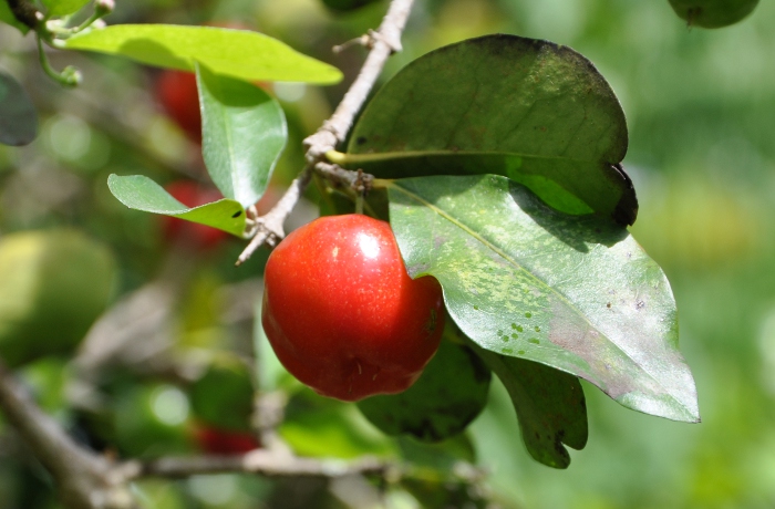 Malpighia punicifolia