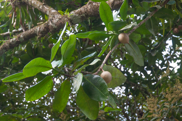 Mammea americana