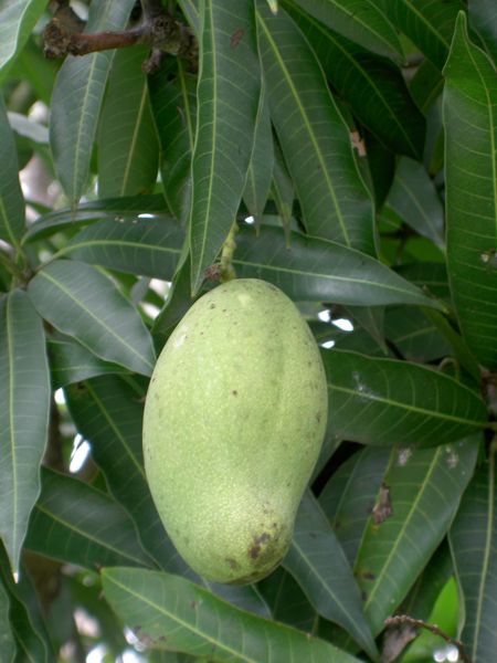 Mangifera indica