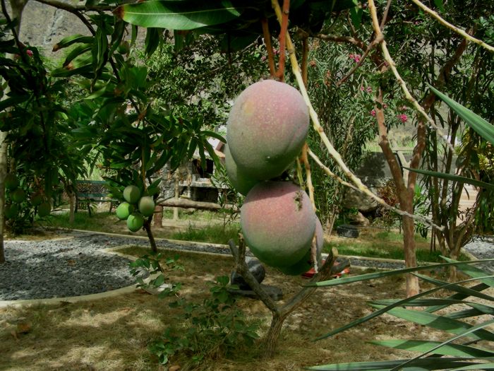 Mangifera indica