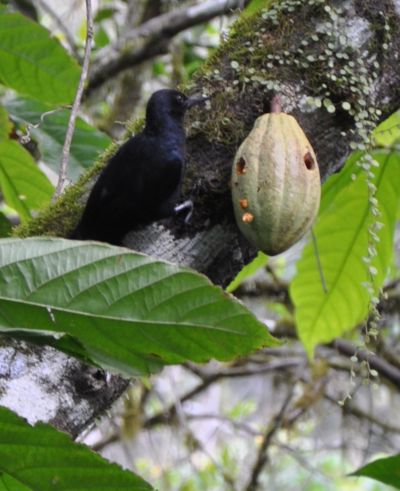 Melanerpes herminieri