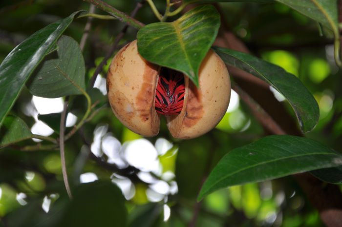 Myristica fragrans