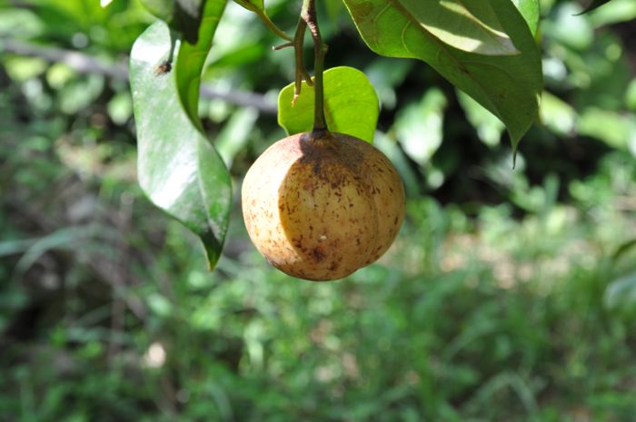 Myristica fragrans