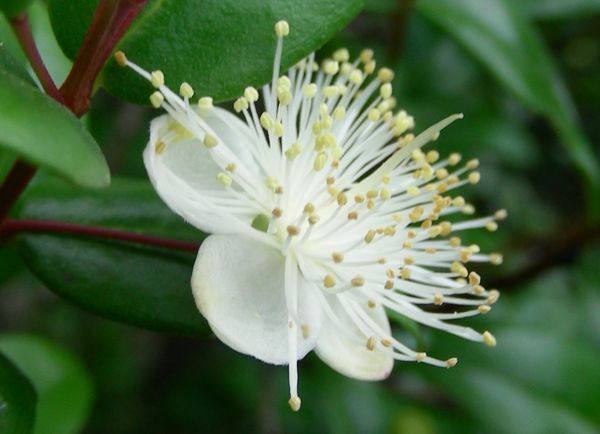 Myrtus communis