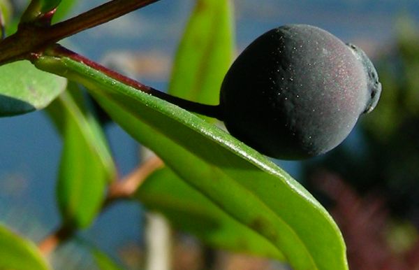 Myrtus communis