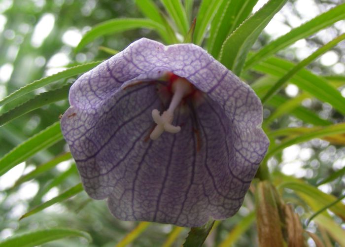 Nesocodon mauritianus