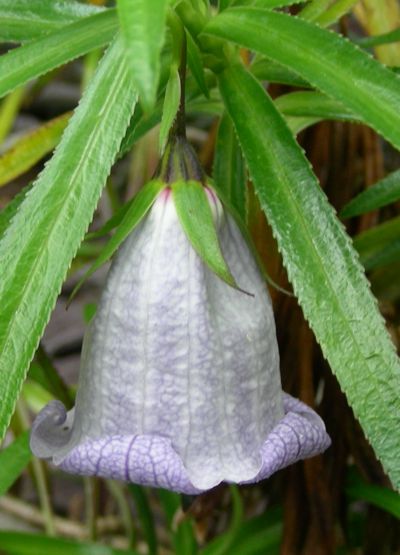 Nesocodon mauritianus