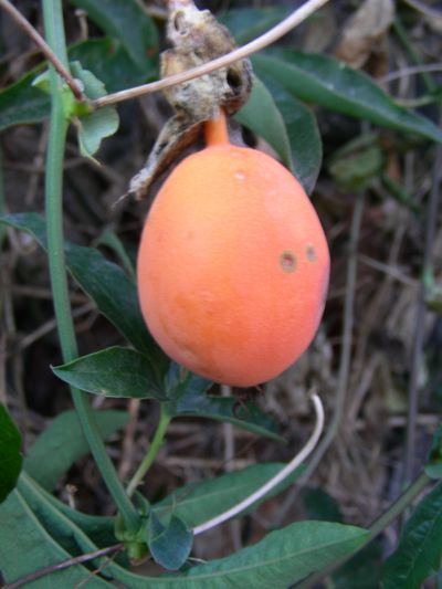 Passiflora cærulea