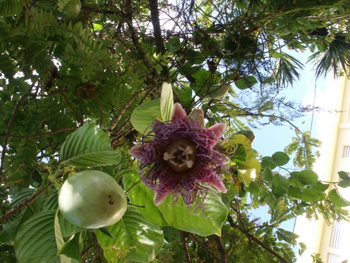 Passiflora quadrangularis