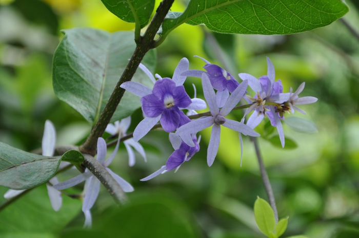 Petrea volubilis