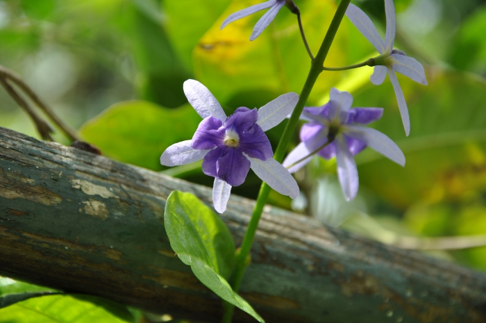 Petrea volubilis