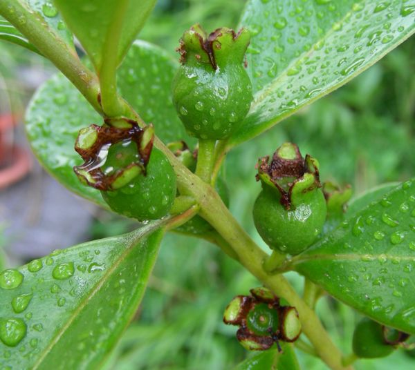 Psidium cattleyanum