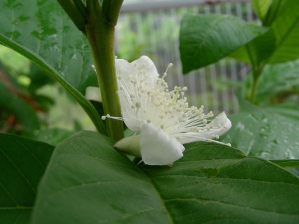 Psidium guajava