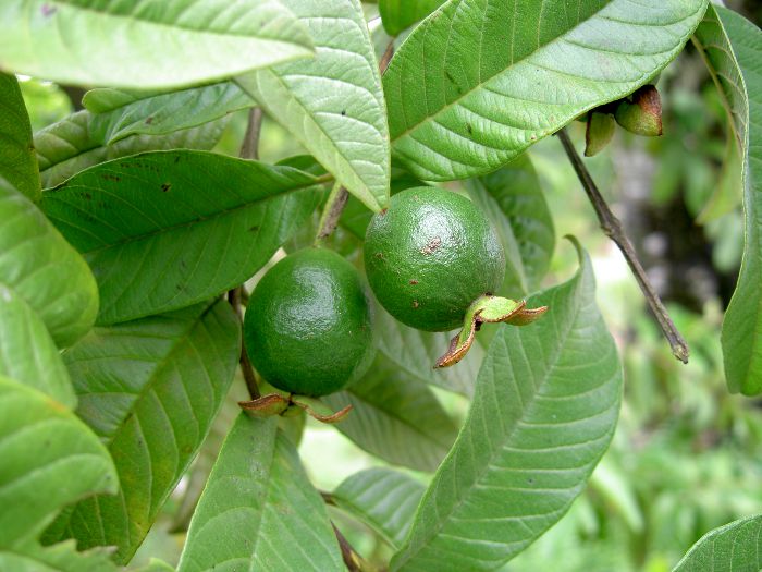 Psidium guyava