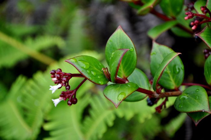 Psychotria guadalupensis