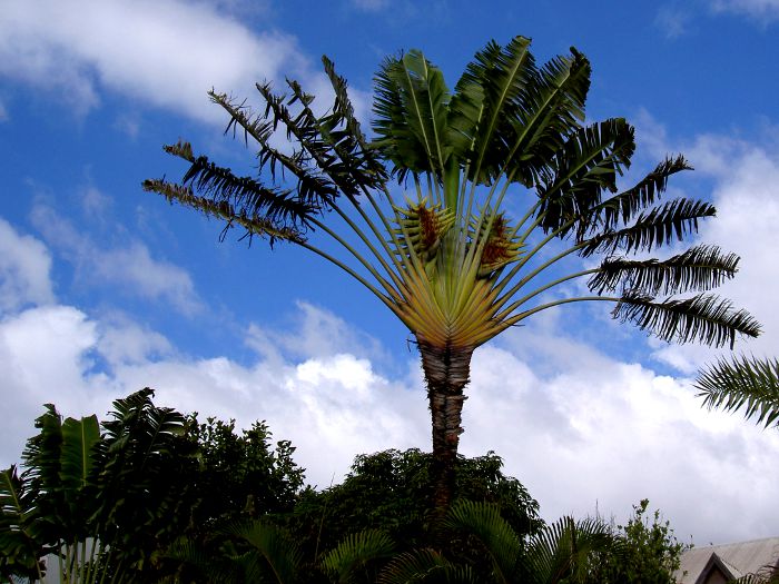 Ravenala madagascariensis