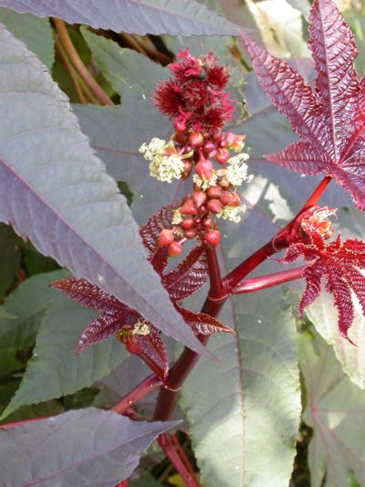 Ricinus communis