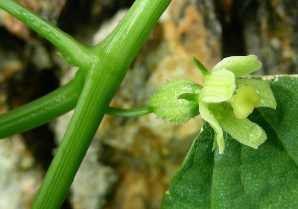 Sechium edule