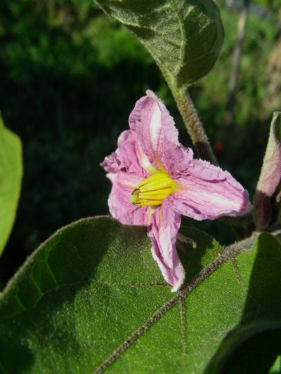 Solanum melongena