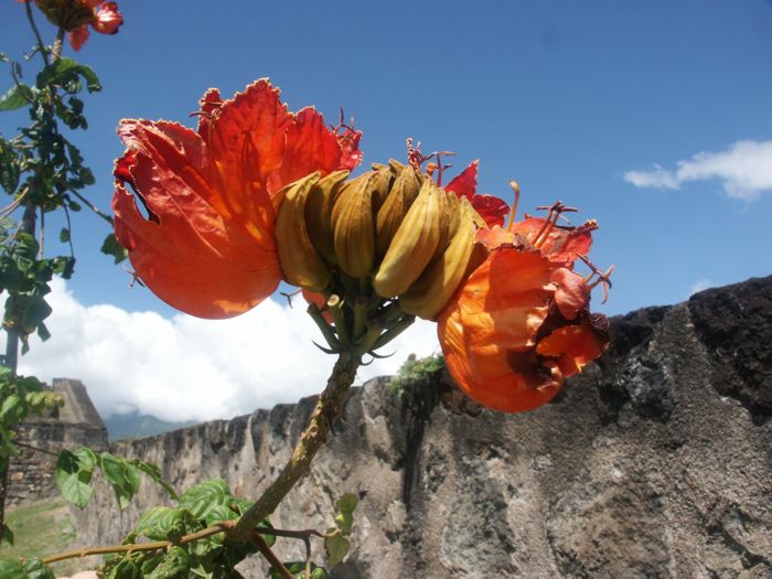 Spathodea campanulata