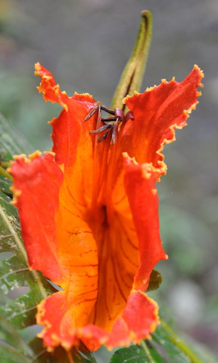 Spathodea campanulata