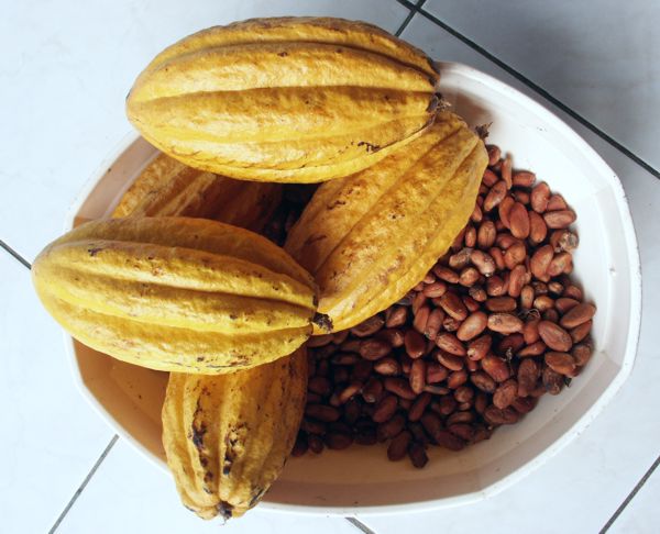 Theobroma cacao