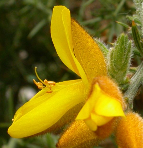 Ulex europæus